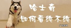如何看哈士奇是不是纯种 哈士奇如何看纯不纯