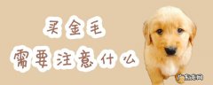 刚买的金毛要注意什么 买金毛需要注意什么