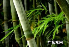 适合室内养的竹类植物 竹类植物能在室内养殖吗