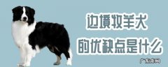 边境牧羊犬好养不 边境牧羊犬的优缺点是什么