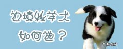 边境牧羊犬如何选择是看骨架 边境牧羊犬如何选