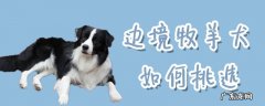 边境牧羊犬详细介绍 边境牧羊犬如何挑选