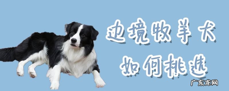 边境牧羊犬详细介绍 边境牧羊犬如何挑选