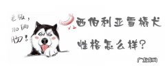 西伯利亚雪橇犬是哈士奇吗 西伯利亚雪橇犬的性格怎么样