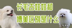 吉娃娃和博美哪个聪明 长毛吉娃娃和博美区别是什么