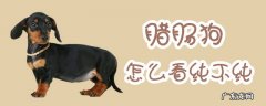腊肠狗长什么样 腊肠狗怎么看纯不纯