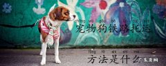 铁路托运宠物需要什么手续 宠物狗铁路托运方法是什么