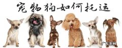 宠物狗如何托运高铁 宠物狗如何托运