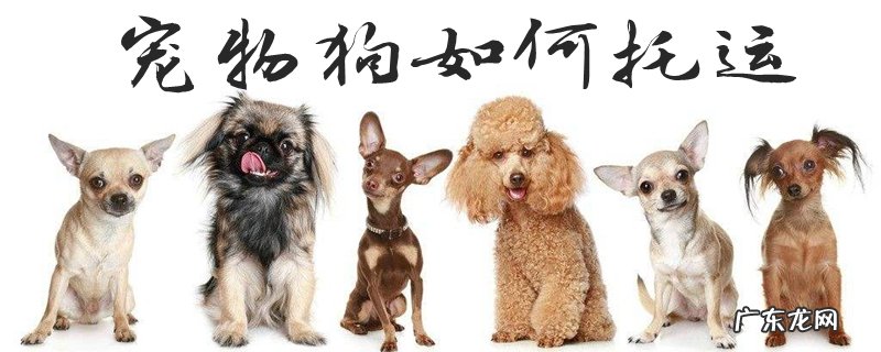 宠物狗如何托运高铁 宠物狗如何托运