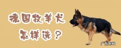 德国牧羊犬 德国牧羊犬怎样选