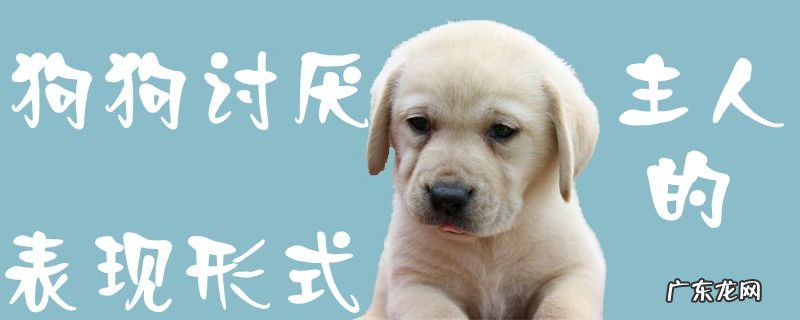 幼犬讨厌主人的表现 狗狗讨厌主人的表现形式