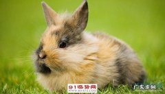 属兔的家里放什么最旺