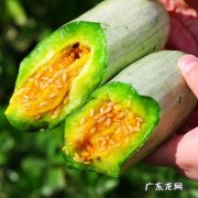 羊角蜜甜瓜可以放冰箱吗