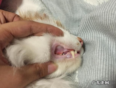 猫咪肚子里有虫子是什么症状？如何判断猫咪肚子里有没有虫子？