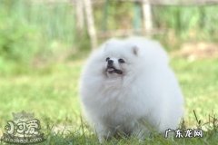 博美犬性格怎么样特点?咬东西吗 博美犬性格怎么样