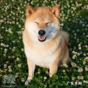 秋田犬的性格特点是怎么样的 秋田犬性格怎么样