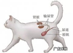 猫咪下泌尿道综合症怎么治？猫得了下泌尿道综合征要吃什么药呢？