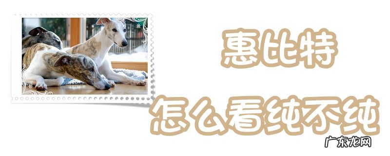 惠比特纯不纯怎么分辨 惠比特怎么看纯不纯