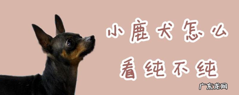 小鹿犬纯不纯种看什么 小鹿犬怎么看纯不纯