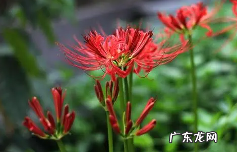 送女生彼岸花代表什么 彼岸花送女朋友可以吗