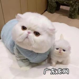 七个月的猫属于幼猫吗七个月大的小猫怎么养?