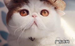 养猫有什么禁忌,什么属相不能养猫？看看你家的猫中招没