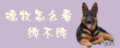 德牧怎么看纯不纯解说视频 德牧怎么看纯不纯