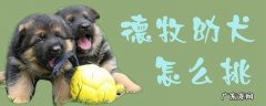 德牧幼犬怎么挑选种公 德牧幼犬怎么挑