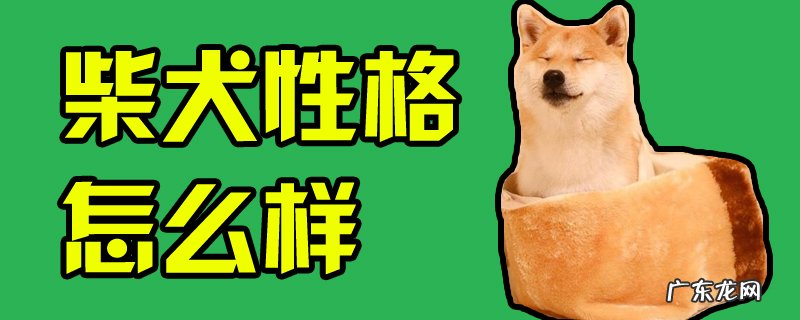 柴犬性格怎么样? 柴犬性格怎么样