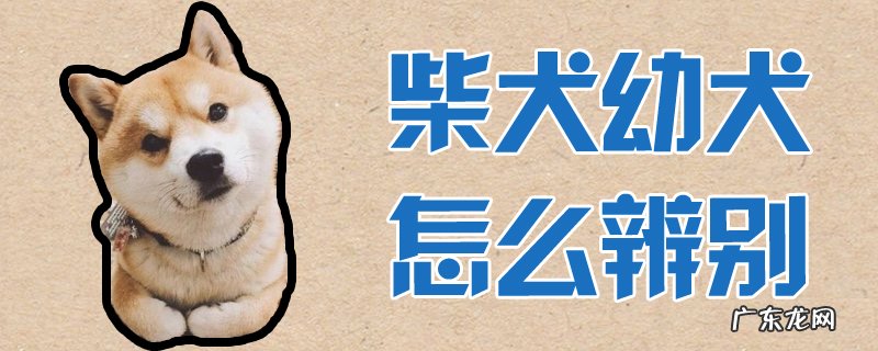 如何辨别柴犬 柴犬幼犬怎么辨别