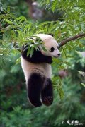 考拉是熊吗 你认为，大熊猫和考拉哪个更萌