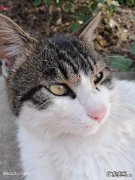 可不可以收养流浪的宠物猫 你会领养一只流浪猫或流浪狗吗
