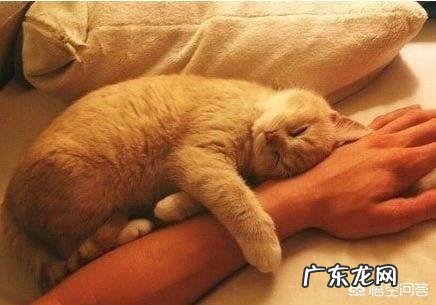 橘猫非抱着主人手才肯睡觉,要是以后成了大橘猫,主人手臂会被压麻吗