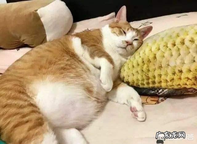 橘猫非抱着主人手才肯睡觉,要是以后成了大橘猫,主人手臂会被压麻吗