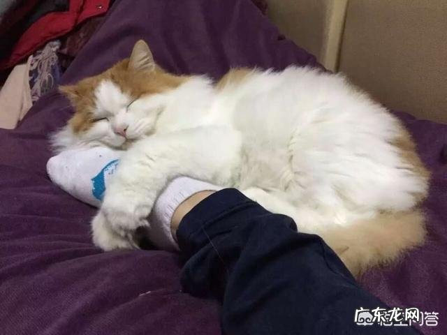橘猫非抱着主人手才肯睡觉,要是以后成了大橘猫,主人手臂会被压麻吗