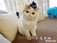 怎么养好一只加菲猫 月薪多少能养一只加菲描