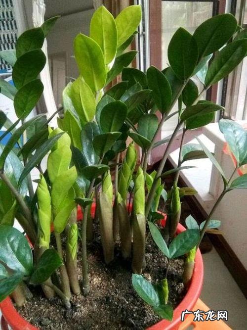 客厅养什么绿植最旺家