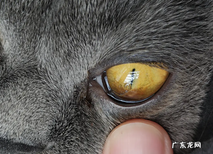 猫咪眼睛里有虫子是什么症状,怎么治疗