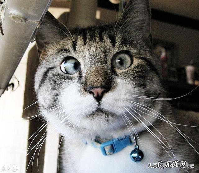 养猫的都是有钱人吗 有养猫的人吗