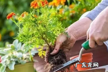 ?活性炭可以做花土吗