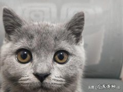 晚上猫咪睡我胸上代表什么 为什么我家猫晚上要睡我胸口