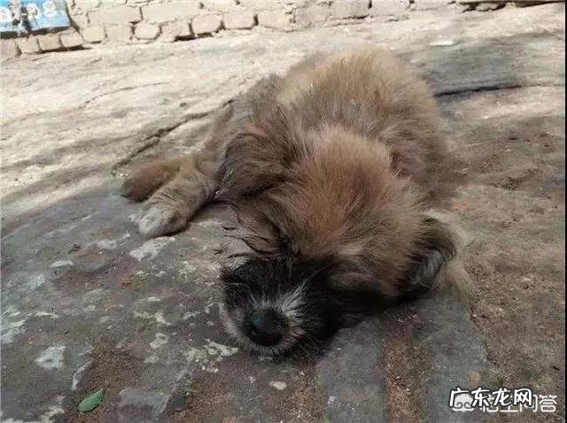 丽江流浪狗救助站电话 丽江的流浪狗应该怎么处理