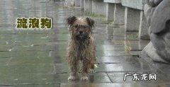 不洗澡令人厌恶的动物 野生动物不洗澡为什么还很干净