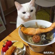 猫咪不吃鱼怎么回事 猫不吃肉也不吃鱼，这是怎么回事