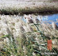 狗对人忠诚的真实故事 你听过关于忠实狗狗的故事吗