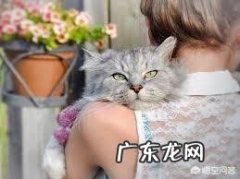 母猫叼着小猫到主人床上 为什么有些猫妈妈喜欢把小猫塞到主人的怀里