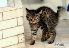 猫自己会生孩子吗 你家猫咪会不会认为自己是你生的