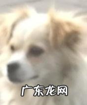 狗狗之间玩耍的表现 和狗狗玩耍时,不要做哪些事,不然感情会倒退