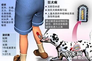 狂犬病潜伏期十年以上的几率 狂犬病潜伏期是二十年吗