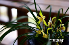 养兰花用木炭做植料行吗 木炭种兰花能与土拌吗